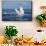 A humpback whale floats on the Silver Bank, Dominican Republic-James White-Mounted Premium Photographic Print displayed on a wall