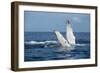 A humpback whale floats on the Silver Bank, Dominican Republic-James White-Framed Photographic Print