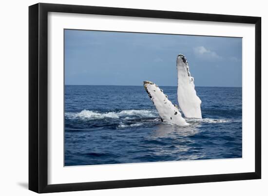 A humpback whale floats on the Silver Bank, Dominican Republic-James White-Framed Photographic Print