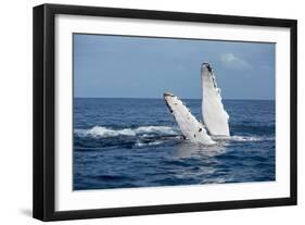 A humpback whale floats on the Silver Bank, Dominican Republic-James White-Framed Photographic Print