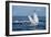 A humpback whale floats on the Silver Bank, Dominican Republic-James White-Framed Photographic Print
