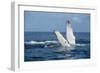 A humpback whale floats on the Silver Bank, Dominican Republic-James White-Framed Photographic Print