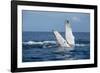 A humpback whale floats on the Silver Bank, Dominican Republic-James White-Framed Photographic Print