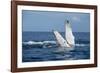 A humpback whale floats on the Silver Bank, Dominican Republic-James White-Framed Photographic Print