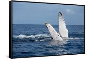 A humpback whale floats on the Silver Bank, Dominican Republic-James White-Framed Stretched Canvas