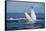 A humpback whale floats on the Silver Bank, Dominican Republic-James White-Framed Stretched Canvas