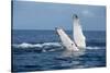 A humpback whale floats on the Silver Bank, Dominican Republic-James White-Stretched Canvas