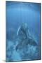 A Humpback Whale in the Caribbean Sea-Stocktrek Images-Mounted Photographic Print