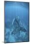 A Humpback Whale in the Caribbean Sea-Stocktrek Images-Mounted Photographic Print