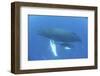 A Humpback Whale Mother and Calf in the Caribbean Sea-Stocktrek Images-Framed Photographic Print