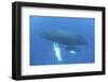 A Humpback Whale Mother and Calf in the Caribbean Sea-Stocktrek Images-Framed Photographic Print