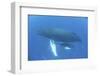 A Humpback Whale Mother and Calf in the Caribbean Sea-Stocktrek Images-Framed Photographic Print