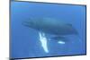 A Humpback Whale Mother and Calf in the Caribbean Sea-Stocktrek Images-Mounted Photographic Print