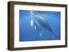 A Humpback Whale Mother and Calf-Stocktrek Images-Framed Photographic Print
