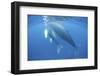 A Humpback Whale Mother and Calf-Stocktrek Images-Framed Photographic Print