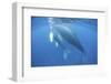 A Humpback Whale Mother and Calf-Stocktrek Images-Framed Photographic Print