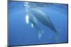 A Humpback Whale Mother and Calf-Stocktrek Images-Mounted Photographic Print
