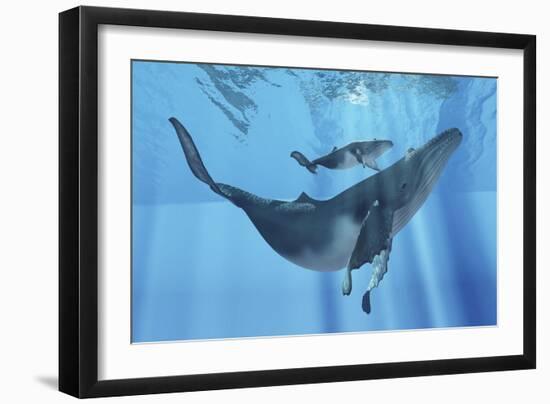 A Humpback Whale Mother and Her Calf-Stocktrek Images-Framed Premium Giclee Print