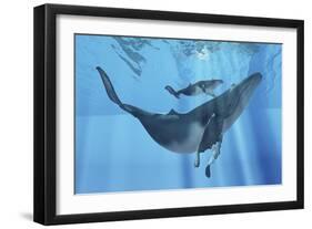 A Humpback Whale Mother and Her Calf-Stocktrek Images-Framed Premium Giclee Print