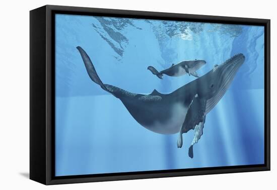 A Humpback Whale Mother and Her Calf-Stocktrek Images-Framed Stretched Canvas