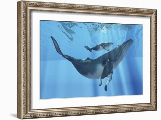 A Humpback Whale Mother and Her Calf-Stocktrek Images-Framed Art Print