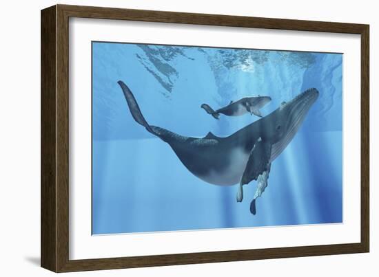 A Humpback Whale Mother and Her Calf-Stocktrek Images-Framed Art Print