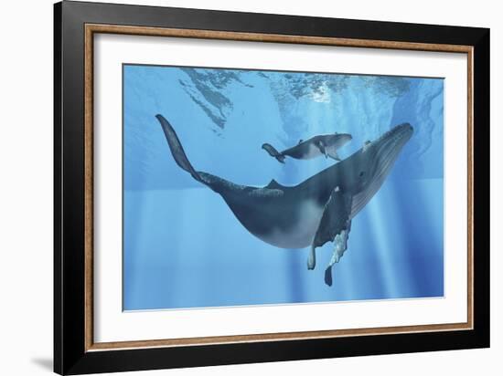 A Humpback Whale Mother and Her Calf-Stocktrek Images-Framed Art Print