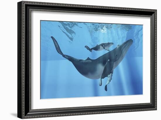 A Humpback Whale Mother and Her Calf-Stocktrek Images-Framed Art Print