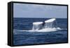 A Humpback Whale Raises its Tail as it Dives into the Atlantic Ocean-Stocktrek Images-Framed Stretched Canvas