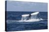 A Humpback Whale Raises its Tail as it Dives into the Atlantic Ocean-Stocktrek Images-Stretched Canvas