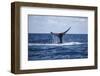 A Humpback Whale Raises its Tail as it Dives into the Atlantic Ocean-Stocktrek Images-Framed Photographic Print