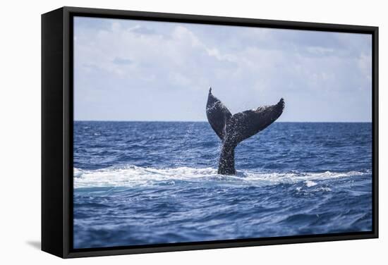 A Humpback Whale Slaps its Tail on the Surface of the Atlantic Ocean-Stocktrek Images-Framed Stretched Canvas