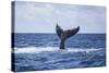 A Humpback Whale Slaps its Tail on the Surface of the Atlantic Ocean-Stocktrek Images-Stretched Canvas