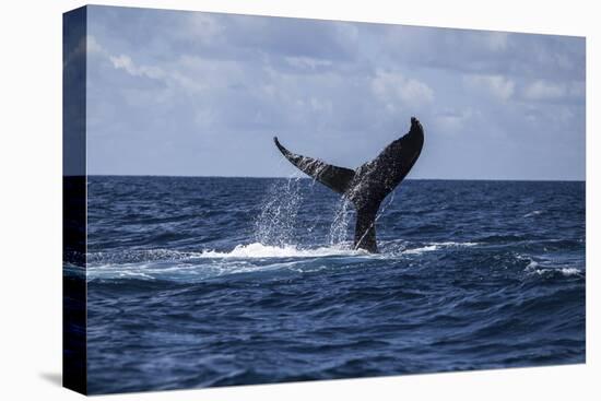 A Humpback Whale Slaps its Tail on the Surface of the Atlantic Ocean-Stocktrek Images-Stretched Canvas