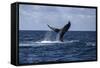 A Humpback Whale Slaps its Tail on the Surface of the Atlantic Ocean-Stocktrek Images-Framed Stretched Canvas