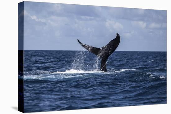 A Humpback Whale Slaps its Tail on the Surface of the Atlantic Ocean-Stocktrek Images-Stretched Canvas