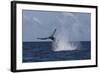 A Humpback Whale Slaps its Tail on the Surface of the Atlantic Ocean-Stocktrek Images-Framed Photographic Print