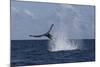 A Humpback Whale Slaps its Tail on the Surface of the Atlantic Ocean-Stocktrek Images-Mounted Photographic Print