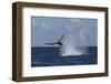 A Humpback Whale Slaps its Tail on the Surface of the Atlantic Ocean-Stocktrek Images-Framed Photographic Print