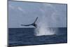 A Humpback Whale Slaps its Tail on the Surface of the Atlantic Ocean-Stocktrek Images-Mounted Photographic Print