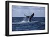 A Humpback Whale Slaps its Tail on the Surface of the Atlantic Ocean-Stocktrek Images-Framed Photographic Print