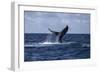 A Humpback Whale Slaps its Tail on the Surface of the Atlantic Ocean-Stocktrek Images-Framed Photographic Print