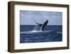 A Humpback Whale Slaps its Tail on the Surface of the Atlantic Ocean-Stocktrek Images-Framed Photographic Print