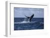 A Humpback Whale Slaps its Tail on the Surface of the Atlantic Ocean-Stocktrek Images-Framed Photographic Print