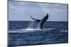 A Humpback Whale Slaps its Tail on the Surface of the Atlantic Ocean-Stocktrek Images-Mounted Photographic Print