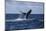 A Humpback Whale Slaps its Tail on the Surface of the Atlantic Ocean-Stocktrek Images-Mounted Photographic Print