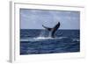 A Humpback Whale Slaps its Tail on the Surface of the Atlantic Ocean-Stocktrek Images-Framed Photographic Print