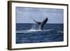 A Humpback Whale Slaps its Tail on the Surface of the Atlantic Ocean-Stocktrek Images-Framed Photographic Print