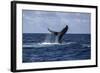A Humpback Whale Slaps its Tail on the Surface of the Atlantic Ocean-Stocktrek Images-Framed Photographic Print