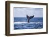 A Humpback Whale Slaps its Tail on the Surface of the Atlantic Ocean-Stocktrek Images-Framed Photographic Print